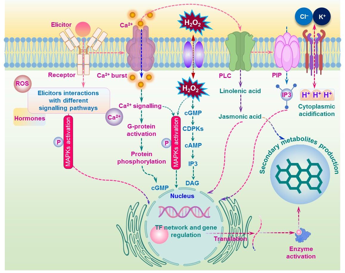 Plant improvement and metabolite production in <span>Cannabis sativa</span>: Recent biotechnological advances