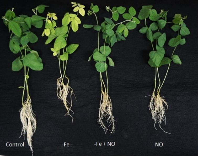 Nitric oxide facilitates the activation of iron acquisition genes in soybean (<span>Glycine max</span> L.) exposed to iron deficiency