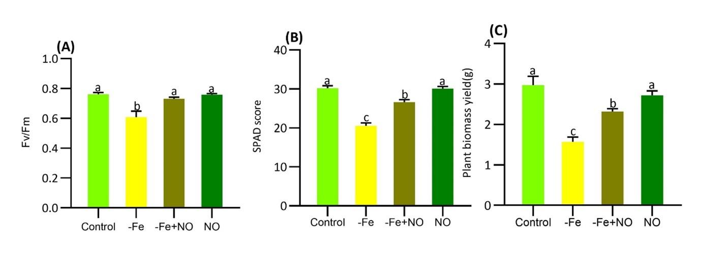 Nitric oxide facilitates the activation of iron acquisition genes in soybean (<span>Glycine max</span> L.) exposed to iron deficiency