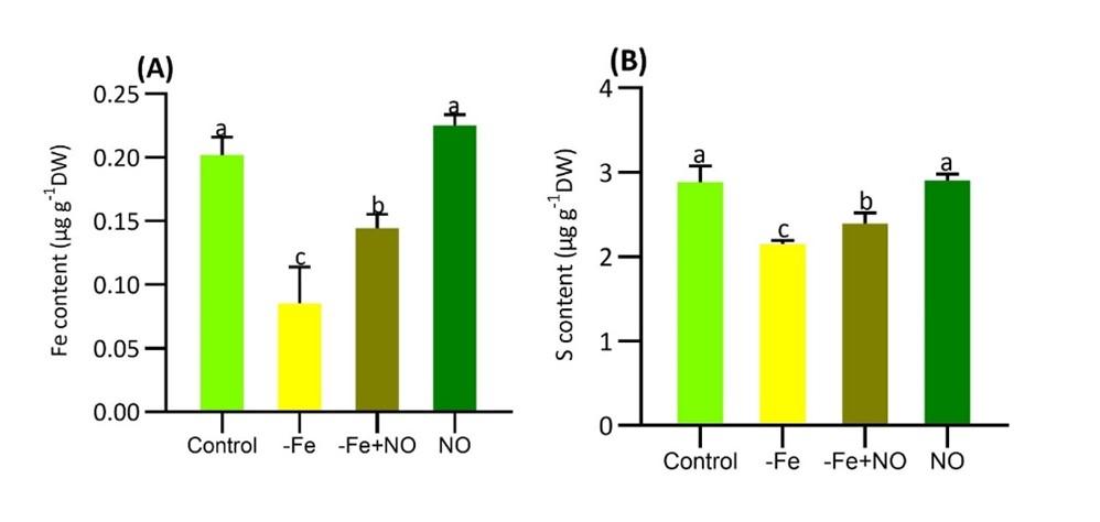 Nitric oxide facilitates the activation of iron acquisition genes in soybean (<span>Glycine max</span> L.) exposed to iron deficiency