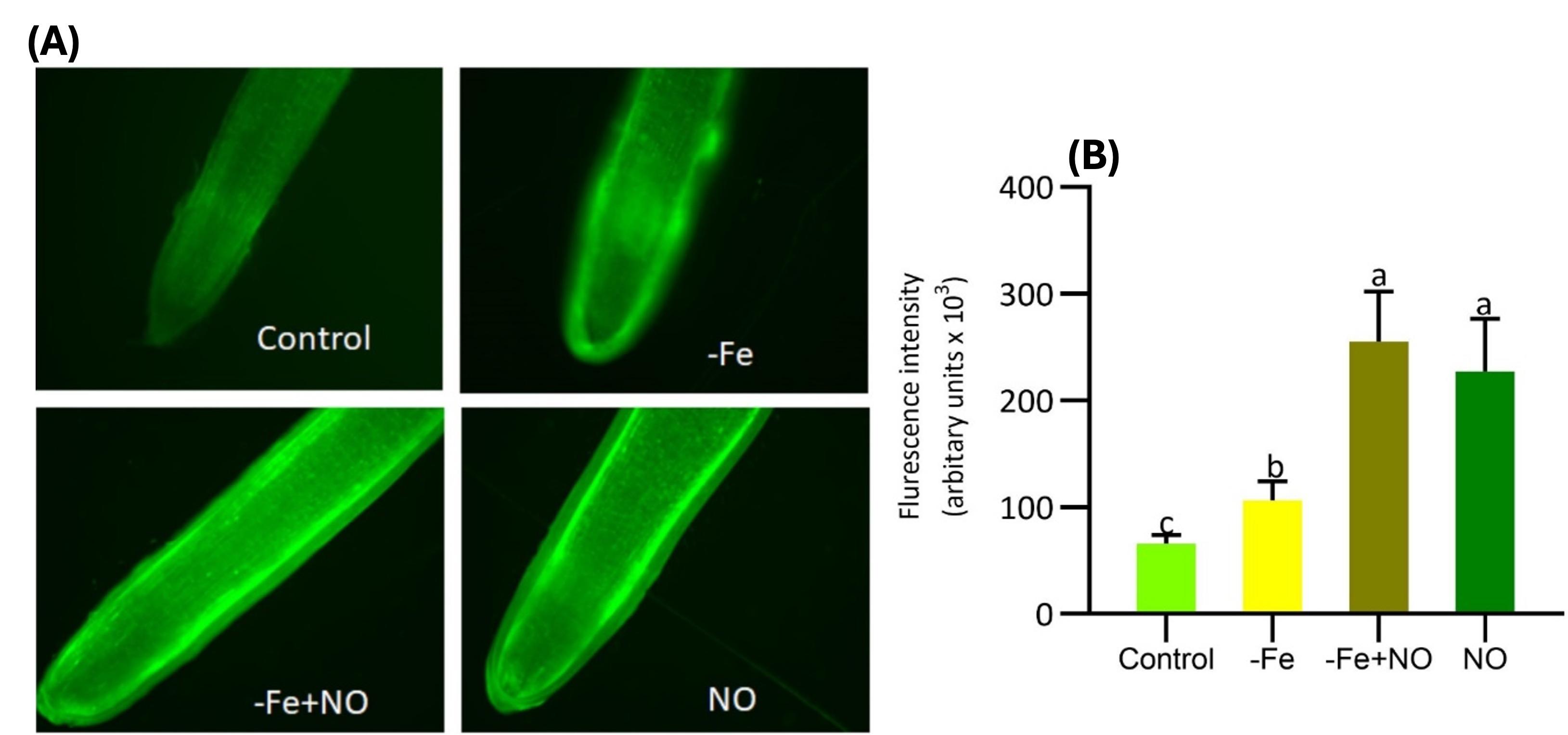 Nitric oxide facilitates the activation of iron acquisition genes in soybean (<span>Glycine max</span> L.) exposed to iron deficiency