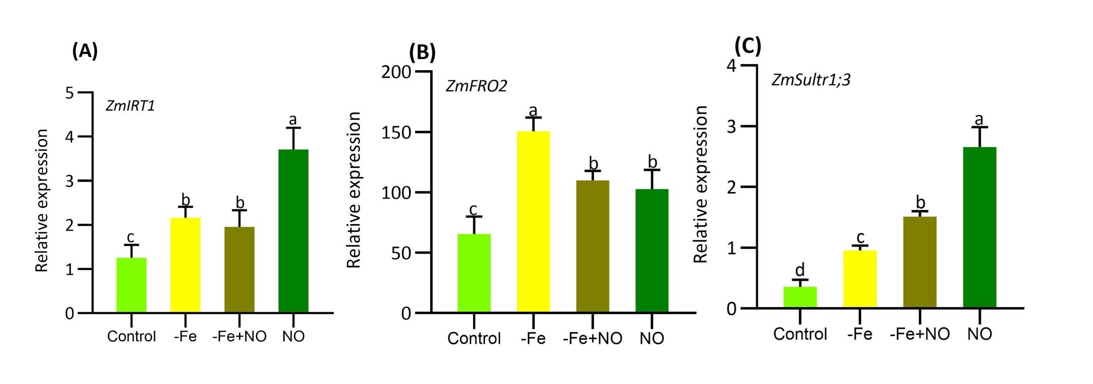 Nitric oxide facilitates the activation of iron acquisition genes in soybean (<span>Glycine max</span> L.) exposed to iron deficiency