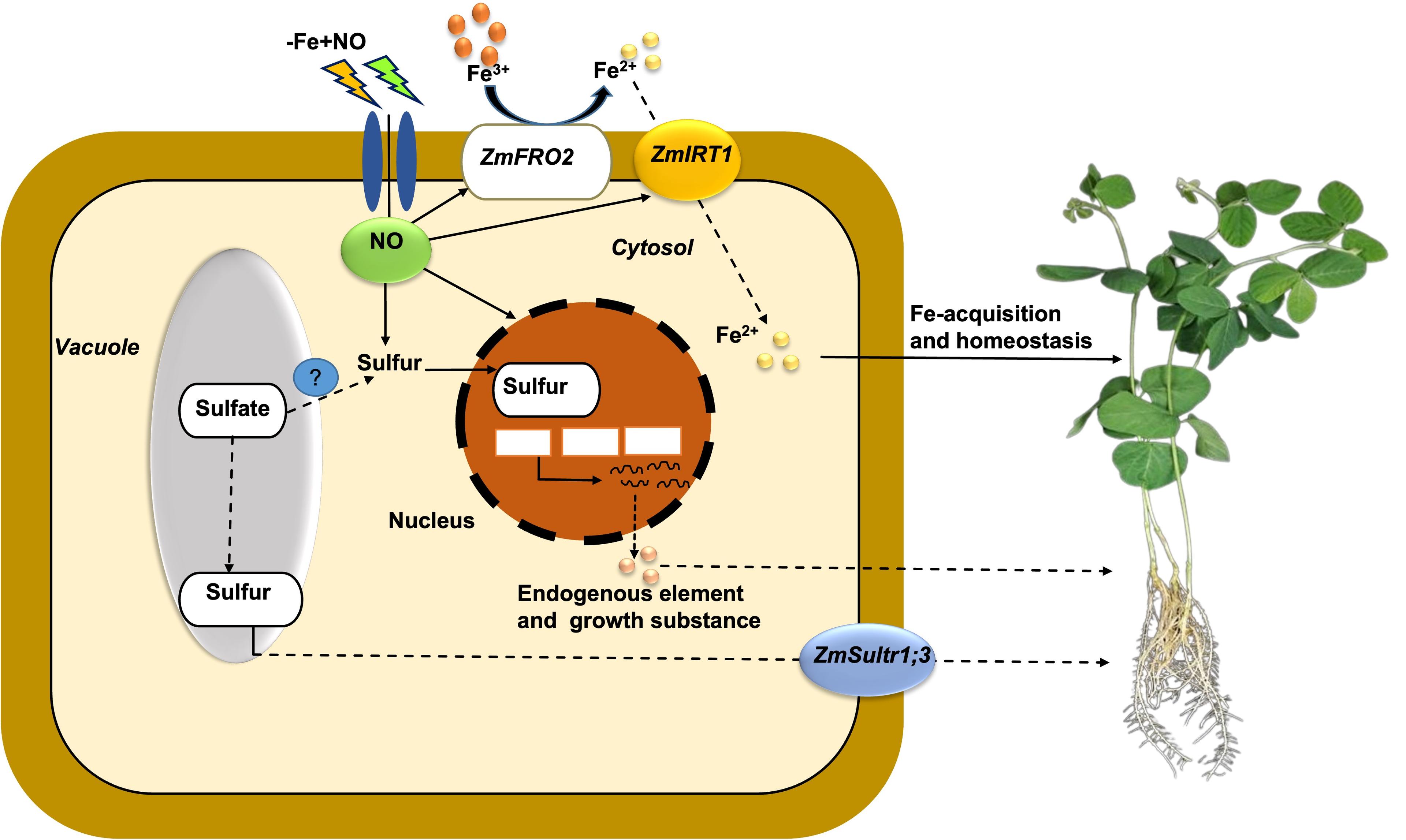 Nitric oxide facilitates the activation of iron acquisition genes in soybean (<span>Glycine max</span> L.) exposed to iron deficiency