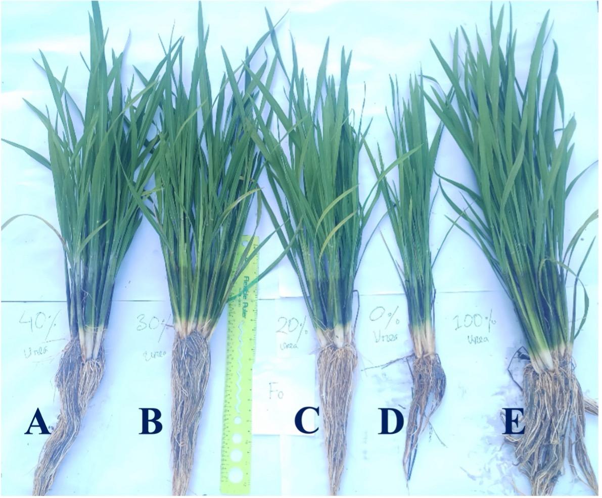 Utilization of endophytic bacteria for liquid biofertilizer production with a newly designed prototype fermentor for plant improvement