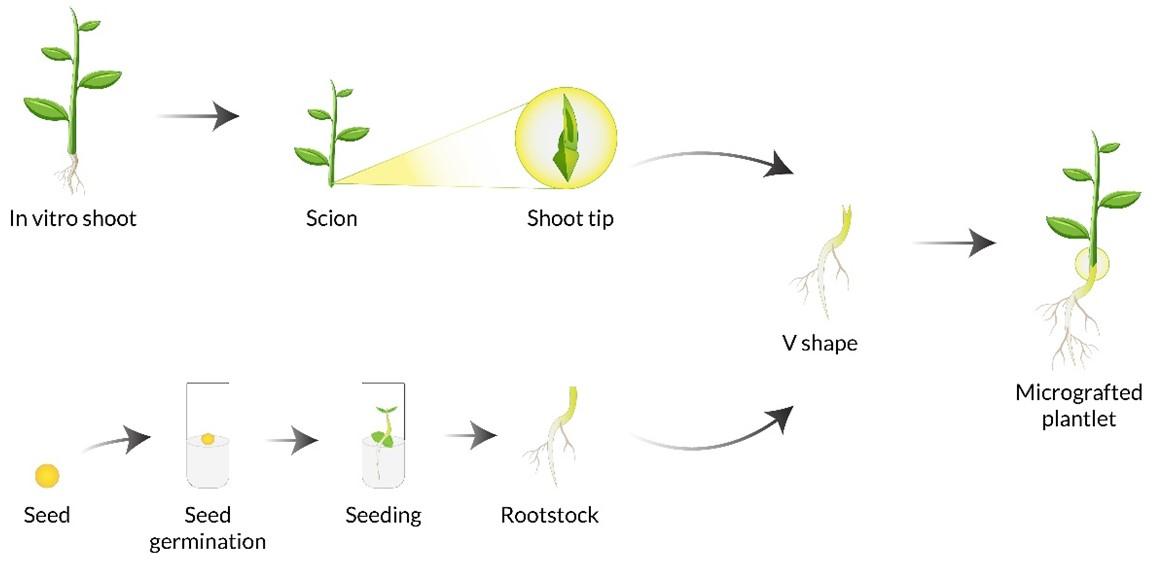 An efficient approach of in vitro plant regeneration and propagation of mungbean [<span>Vigna radiata</span>  L. (Wilczek)]