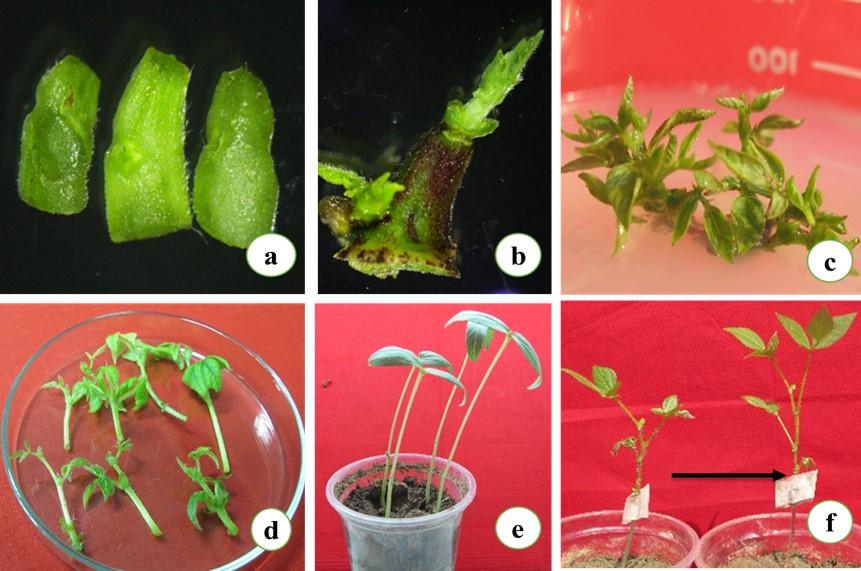 An efficient approach of in vitro plant regeneration and propagation of mungbean [<span>Vigna radiata</span>  L. (Wilczek)]