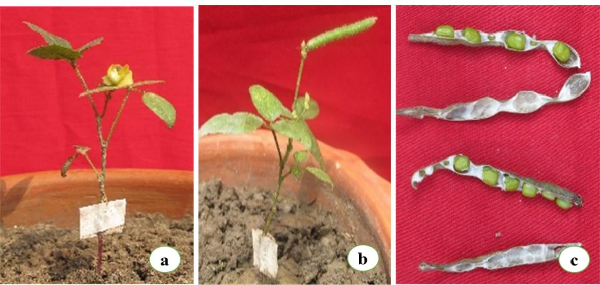 An efficient approach of in vitro plant regeneration and propagation of mungbean [<span>Vigna radiata</span>  L. (Wilczek)]