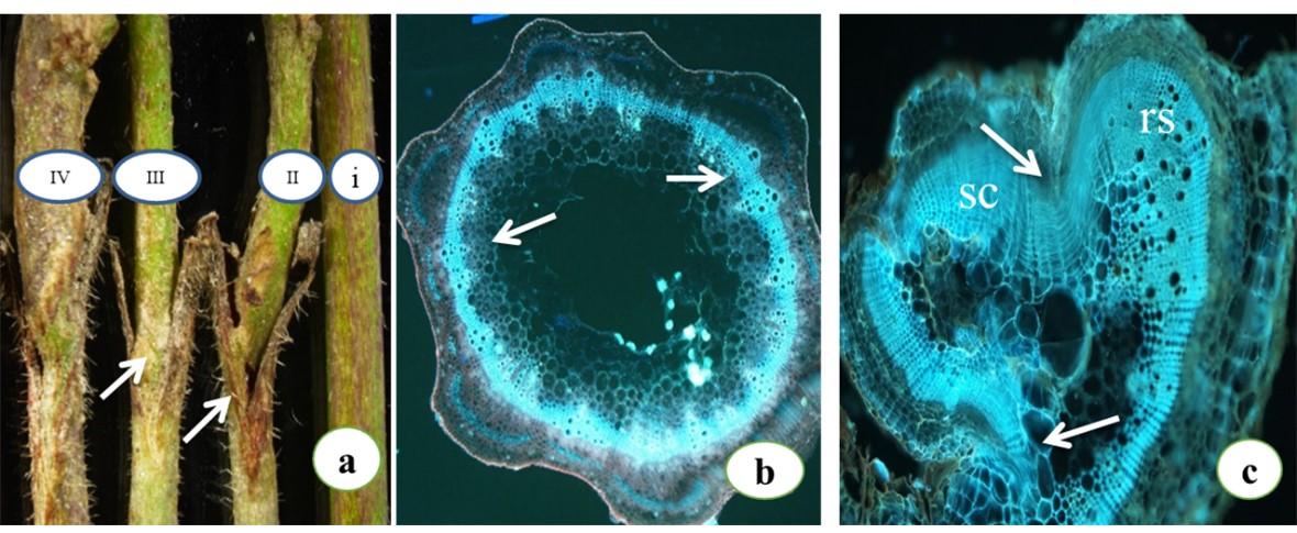 An efficient approach of in vitro plant regeneration and propagation of mungbean [<span>Vigna radiata</span>  L. (Wilczek)]