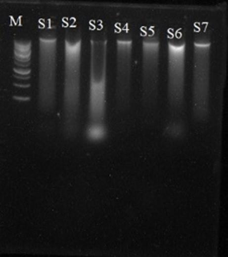 RAPD-markers assisted genetic diversity analysis and <span>Bt-Cry1Ac</span> gene identification in eggplant (<span>Solanum melongena</span> L.)