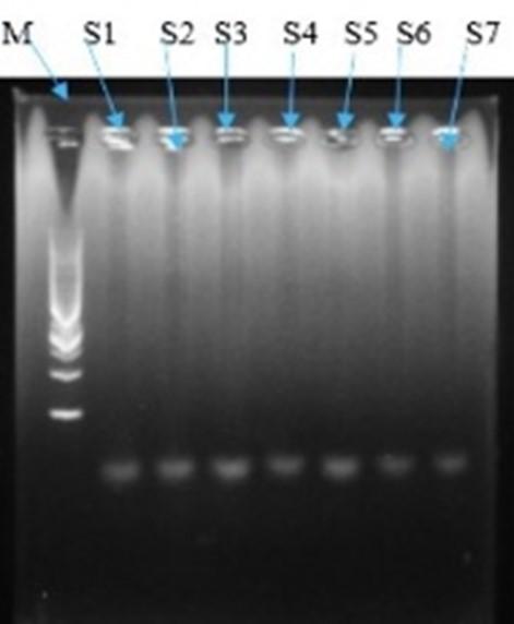 RAPD-markers assisted genetic diversity analysis and <span>Bt-Cry1Ac</span> gene identification in eggplant (<span>Solanum melongena</span> L.)