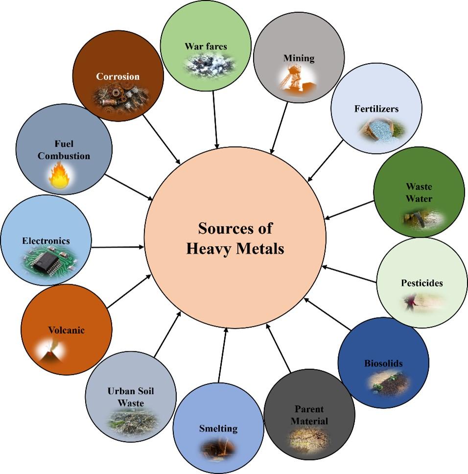 Harnessing plant–microorganism interactions for nano-bioremediation of heavy metals: Cutting-edge advances and mechanisms