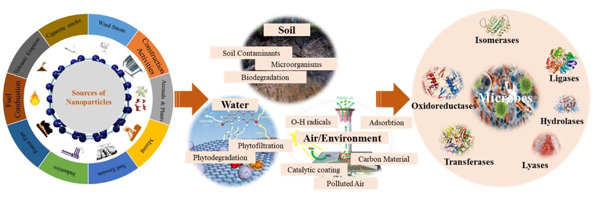 Harnessing plant–microorganism interactions for nano-bioremediation of heavy metals: Cutting-edge advances and mechanisms