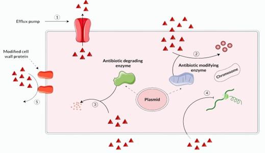 Antimicrobial resistance: Understanding the mechanism and strategies for prevention and control