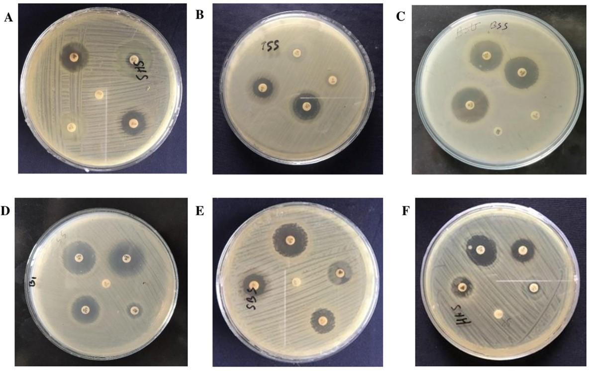 Phenotypic screening of extended-spectrum beta-lactamase producing Salmonella in retail shrimp