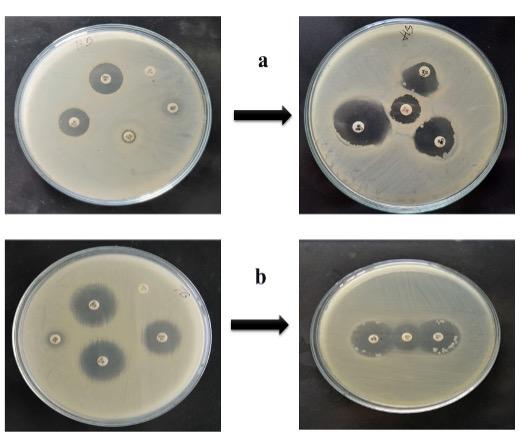 Phenotypic screening of extended-spectrum beta-lactamase producing Salmonella in retail shrimp