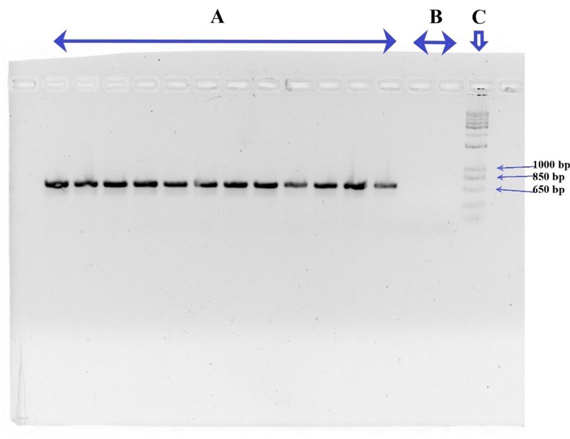 Cloning and expression of recombinant purine nucleoside phosphorylase in the methylotrophic yeast Pichia pastoris