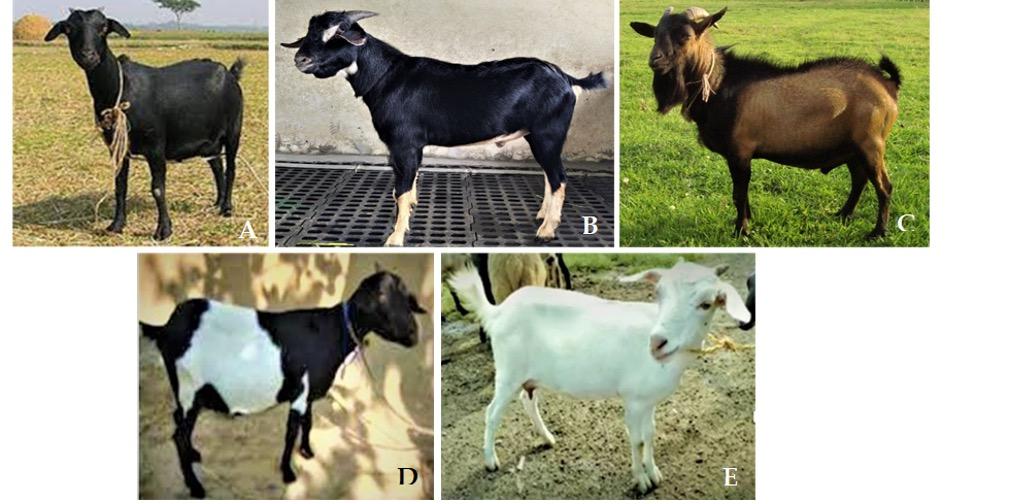 Identification of polymorphisms in melanocortin 1 receptor gene and their association with coat color variants in Black Bengal goat