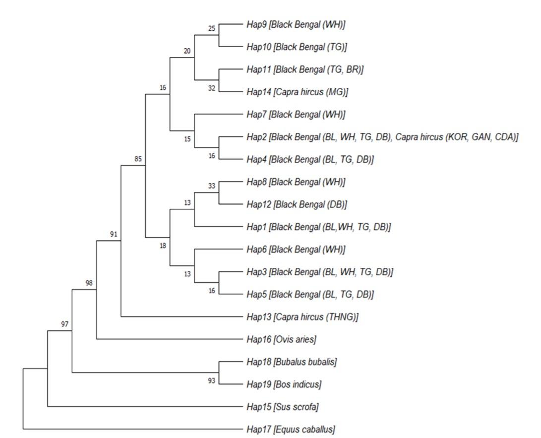 Identification of polymorphisms in melanocortin 1 receptor gene and their association with coat color variants in Black Bengal goat
