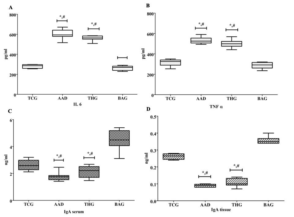 Beneficial effects of the multi-strain probiotic preparation BaciMix on antibiotic-associated diarrhea in rats
