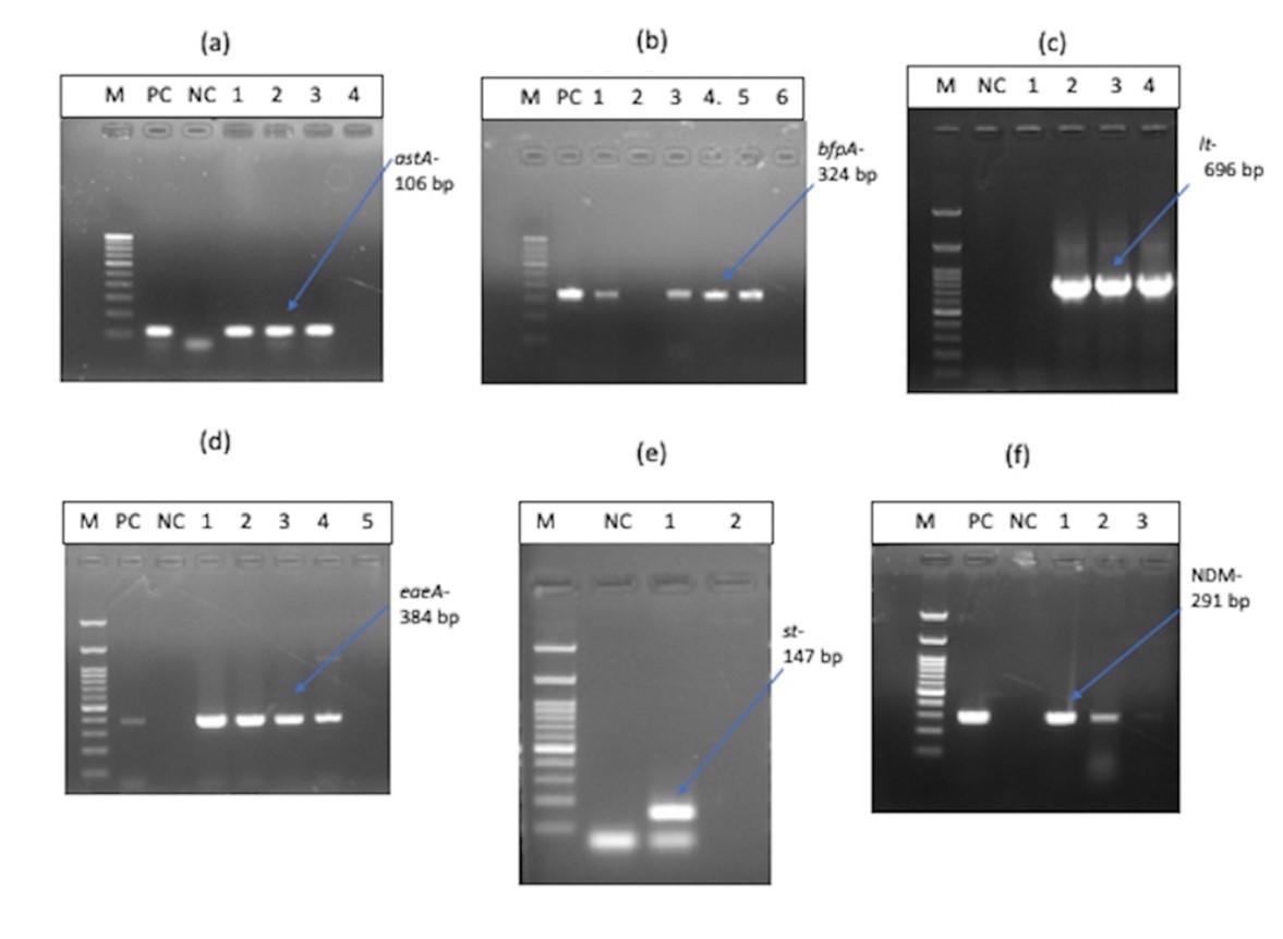Characterization of virulence gene distribution and antibiotic susceptibility profiles of diarrheagenic Escherichia coli from chicken faeces