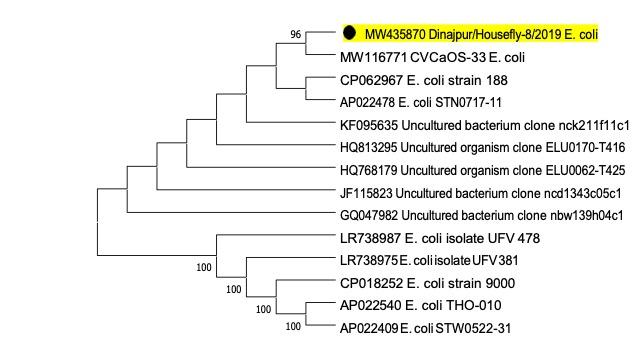 Molecular characterization of multidrug-resistant bacteria isolated from the external and internal parts of the housefly