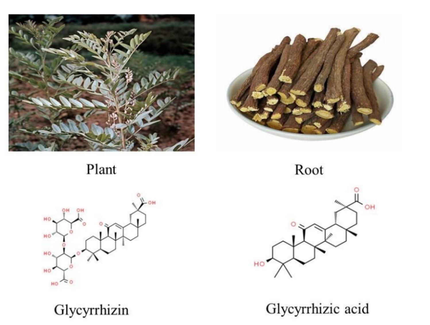 Therapeutic potential of selective medicinal plants and their phytoconstituents in respiratory diseases: A review with an emphasis on COVID-19