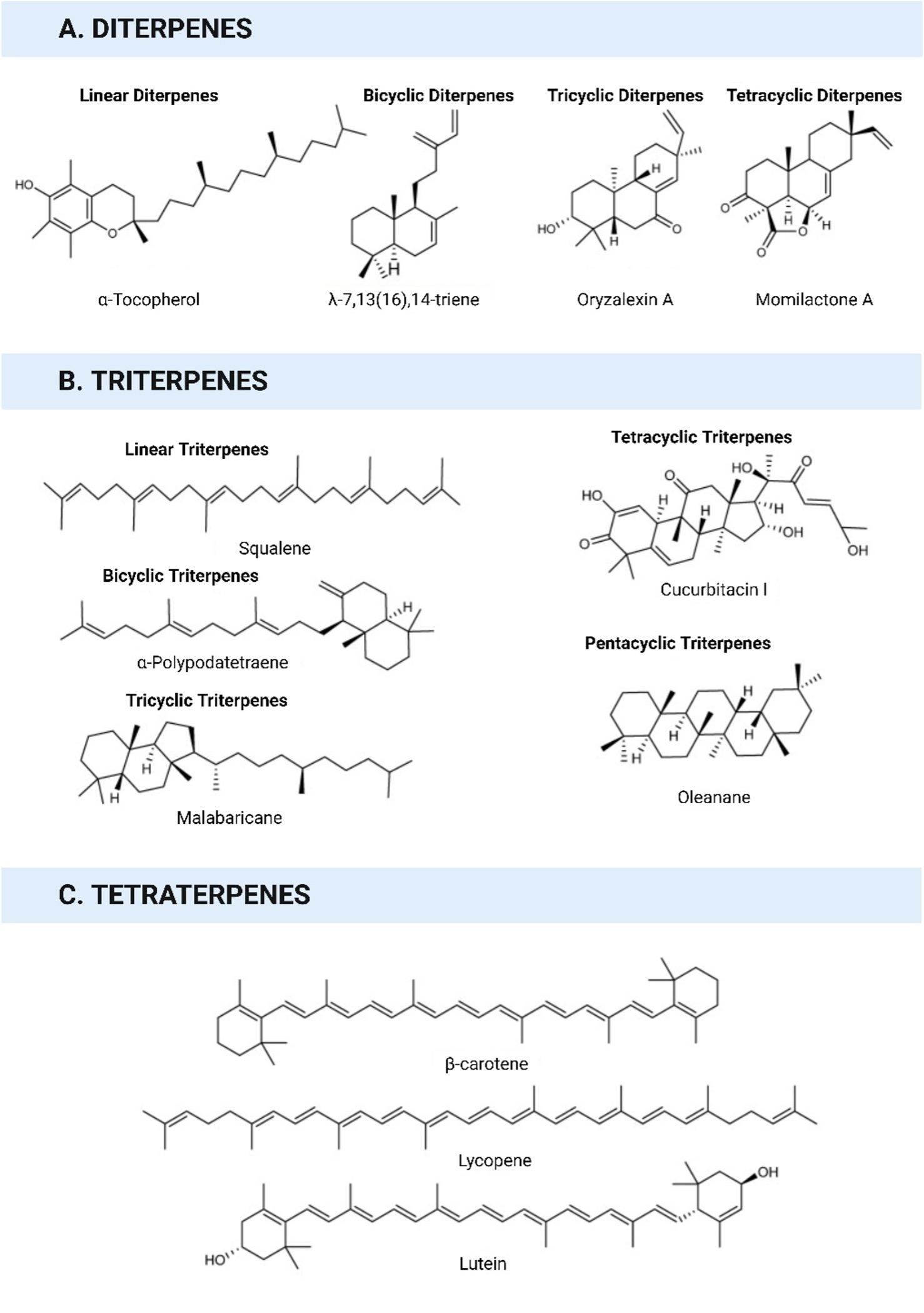 Antiviral potential of terpenoids against major viral infections: Recent advances, challenges, and opportunities
